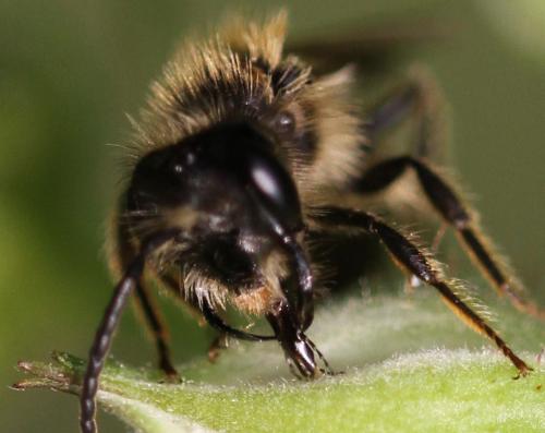 Andrena sp.
